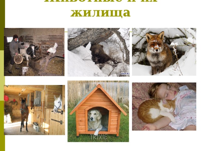 Housing animals. Животные и их жилища. Жилище домашних животных. Дикие животные и их жилища. Название жилищ животных.