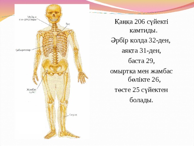 Дене пырля. Қаңқа дегеніміз не. Тірек-қимыл жүйесі презентация.