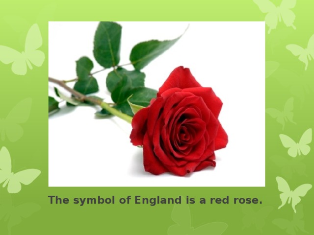 The symbol of England is a red rose. 
