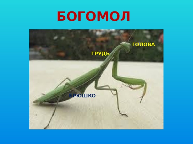 Строение богомола схема