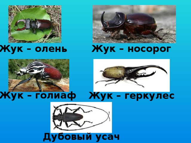 Жук олень и Жук носорог и Жук Геркулес. Жук олень и Геркулес. Жук олень Голиаф. Жук носорог Голиаф.