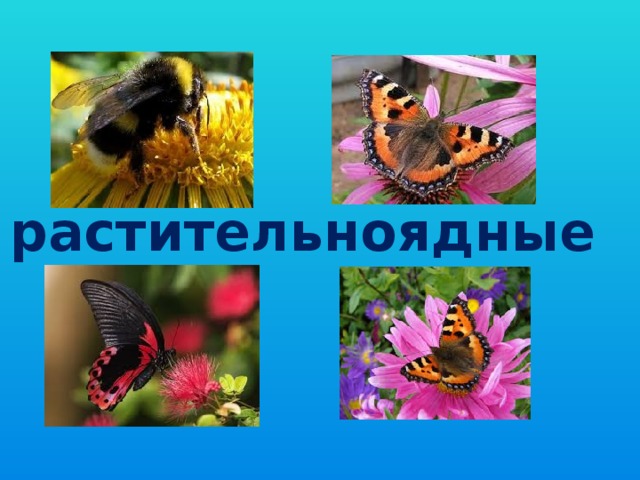 Растительноядные насекомые. Насекомые Хищные и растительноядные. Растительноядные насекомые список. Насекомые Хищные растительноядные всеядные