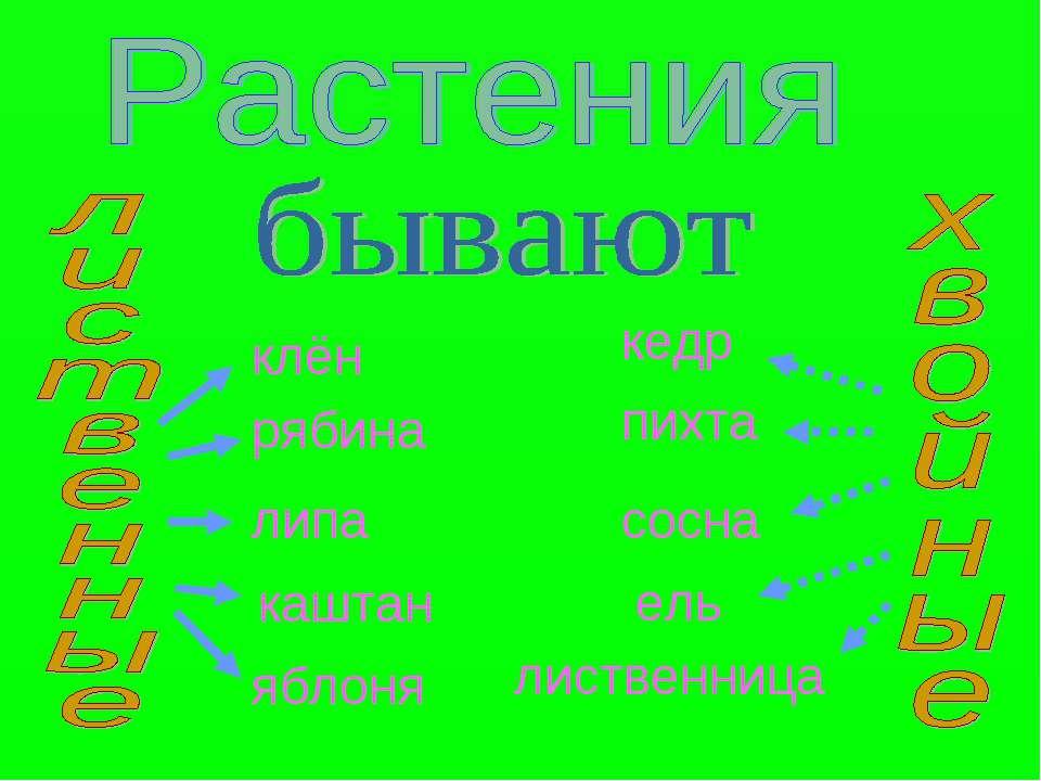 Какие бывают растения 2. Какие бывают растения. Как ийе бывают растения. Какие бывают растения 3 класс.