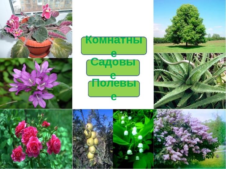 Растение по фото определить онлайн на русском в интернете бесплатно без регистрации