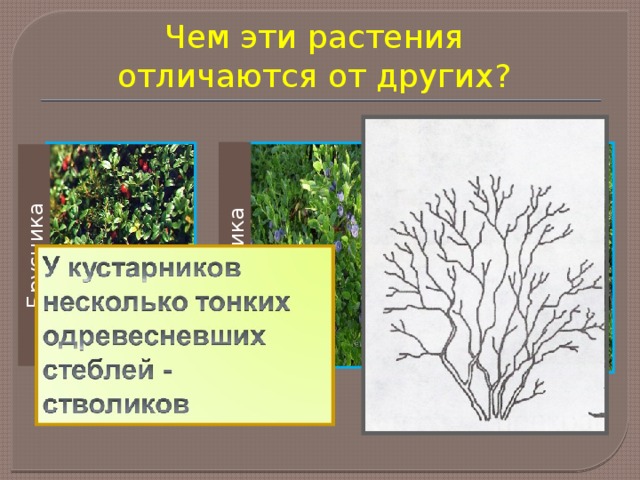Брусника Черника Орешник Чем эти растения отличаются от других? 