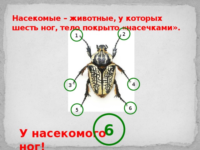 У кого 6 ног. Животные у которых шесть ног. Шесть ног у насекомых. Животные у которых 6 конечностей. Животные у которых шесть ног три пары.