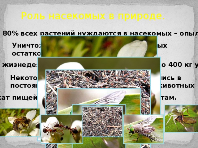 Функции насекомых. Роль насекомых в природе. Клопы роль в природе. Роль клопов в природе. Растения нуждаются в насекомых.