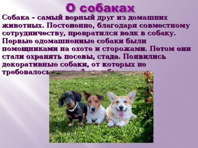 Про кошек и собак 2 презентация. Кошки и собаки для презентации. Презентация щенков. Проект кошки и собаки 1 класс. Проект почему мы любим кошек и собак 1 класс.