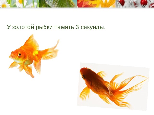 У золотой рыбки память 3 секунды .    