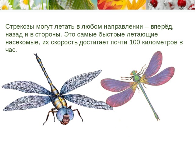 Стрекозы могут летать в любом направлении – вперёд, назад и в стороны. Это самые быстрые летающие насекомые, их скорость достигает почти 100 километров в час.    
