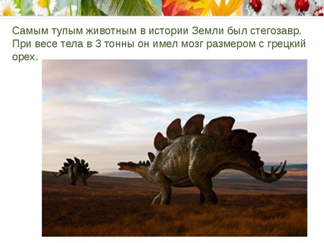 Самым тупым животным в истории Земли был стегозавр. При весе тела в 3 тонны он имел мозг размером с грецкий орех .    