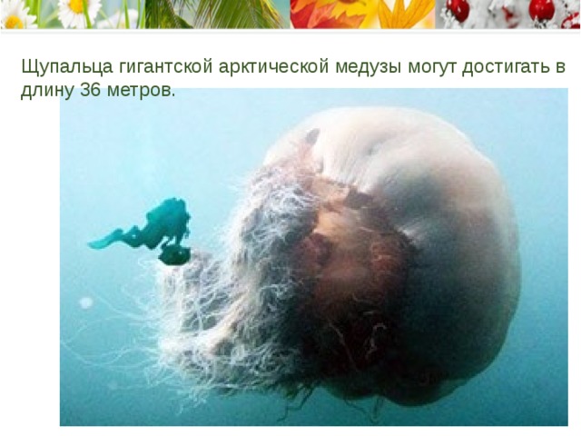 Щупальца гигантской арктической медузы могут достигать в длину 36 метров.    