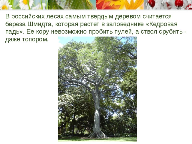 В российских лесах самым твердым деревом считается береза Шмидта, которая растет в заповеднике «Кедровая падь». Ее кору невозможно пробить пулей, а ствол срубить - даже топором. 