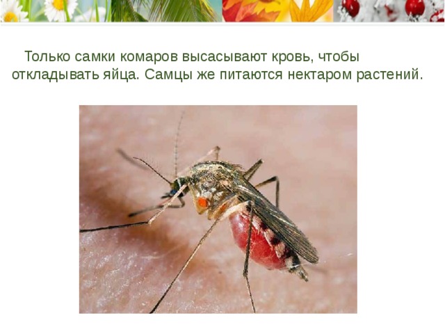  Только самки комаров высасывают кровь, чтобы откладывать яйца. Самцы же питаются нектаром растений. 