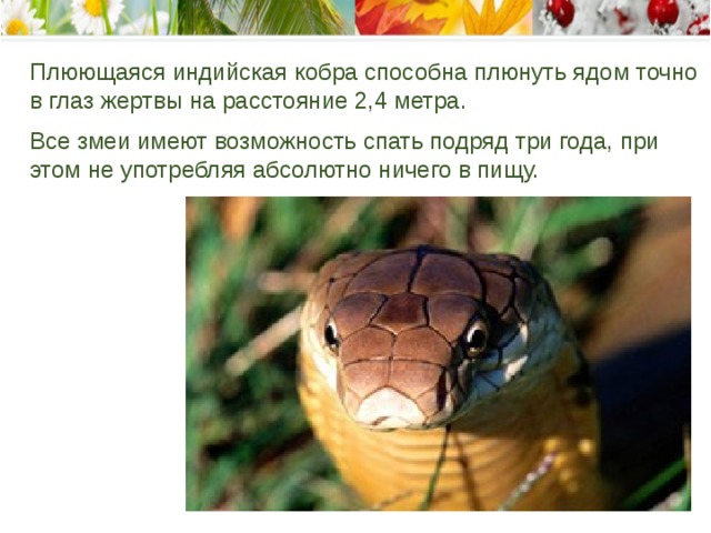 Плюющаяся индийская кобра способна плюнуть ядом точно в глаз жертвы на расстояние 2,4 метра.    Все змеи имеют возможность спать подряд три года, при этом не употребляя абсолютно ничего в пищу.   