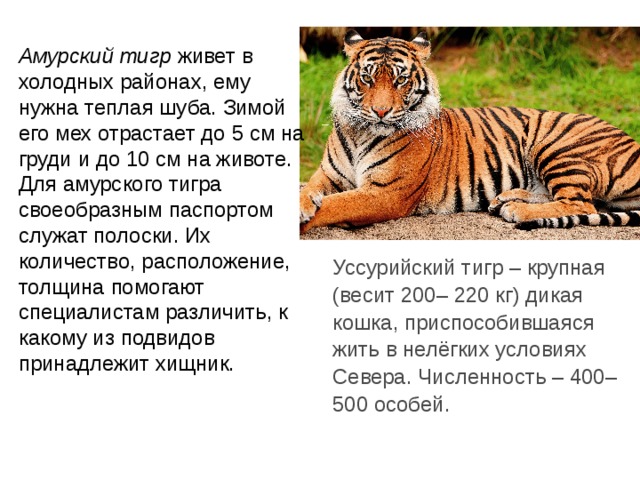 Амурский тигр живет в холодных районах, ему нужна теплая шуба. Зимой его мех отрастает до 5 см на груди и до 10 см на животе. Для амурского тигра своеобразным паспортом служат полоски. Их количество, расположение, толщина помогают специалистам различить, к какому из подвидов принадлежит хищник. Уссурийский тигр – крупная (весит 200– 220 кг) дикая кошка, приспособившаяся жить в нелёгких условиях Севера. Численность – 400–500 особей. 