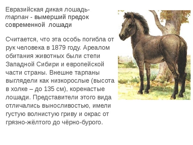 Евразийская дикая лошадь- тарпан - вымерший предок  современной лошади Считается, что эта особь погибла от рук человека в 1879 году. Ареалом обитания животных были степи Западной Сибири и европейской части страны. Внешне тарпаны выглядели как низкорослые (высота в холке – до 135 см), коренастые лошади. Представители этого вида отличались выносливостью, имели густую волнистую гриву и окрас от грязно-жёлтого до чёрно-бурого. 