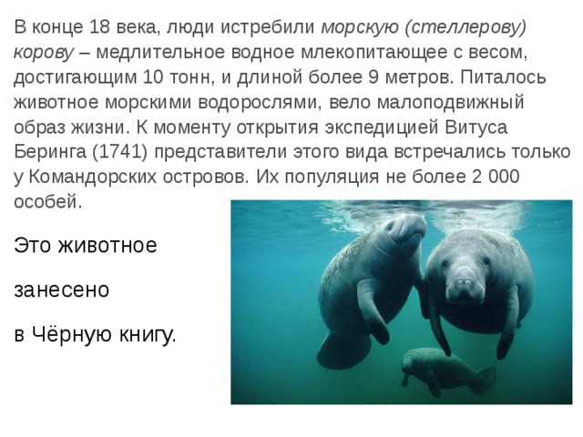 В конце 18 века, люди истребили морскую (стеллерову) корову – медлительное водное млекопитающее с весом, достигающим 10 тонн, и длиной более 9 метров. Питалось животное морскими водорослями, вело малоподвижный образ жизни. К моменту открытия экспедицией Витуса Беринга (1741) представители этого вида встречались только у Командорских островов. Их популяция не более 2 000 особей. Это животное занесено в Чёрную книгу. 