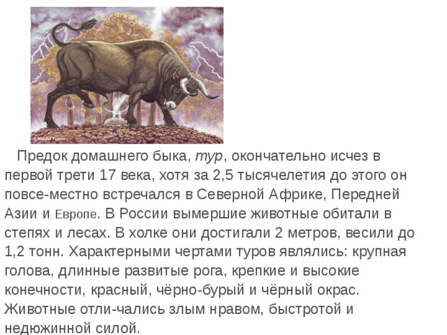  Предок домашнего быка, тур , окончательно исчез в первой трети 17 века, хотя за 2,5 тысячелетия до этого он повсе-местно встречался в Северной Африке, Передней Азии и Европе . В России вымершие животные обитали в степях и лесах. В холке они достигали 2 метров, весили до 1,2 тонн. Характерными чертами туров являлись: крупная голова, длинные развитые рога, крепкие и высокие конечности, красный, чёрно-бурый и чёрный окрас. Животные отли-чались злым нравом, быстротой и недюжинной силой. 