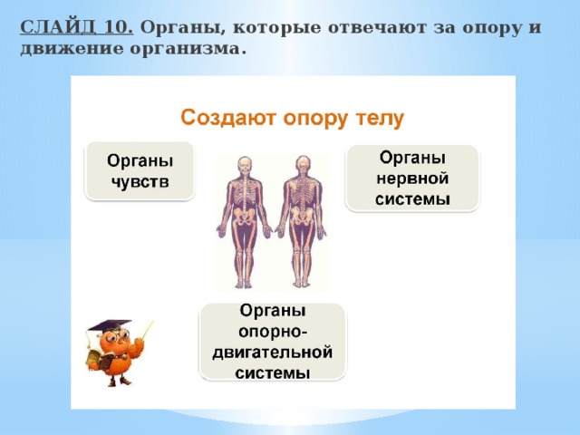 Передвижение организма. Органы опоры и движения. Какие органы отвечают за опору и движение человека. Система органов опоры и движения. Органы образующие систему опоры и движения человека.