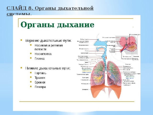 СЛАЙД 8. Органы дыхательной системы. 