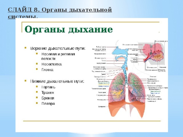 На примере 2 х любых органов дыхательной системы докажите взаимосвязь строения органа и его функции