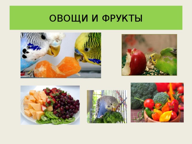 ОВОЩИ И ФРУКТЫ 