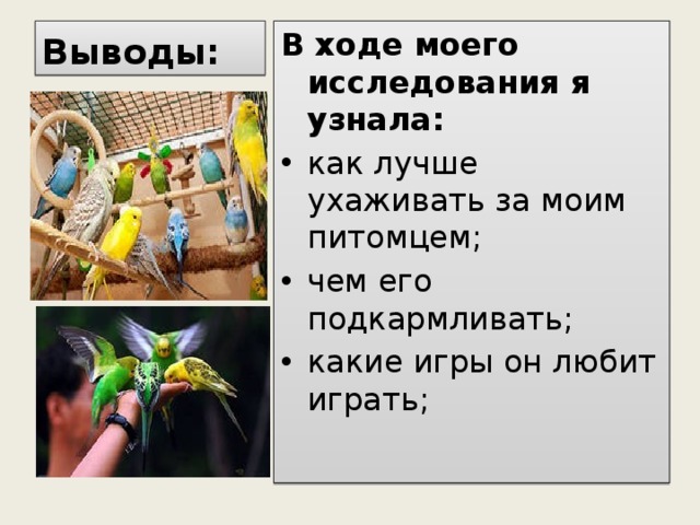 Выводы: В ходе моего исследования я узнала: как лучше ухаживать за моим питомцем; чем его подкармливать; какие игры он любит играть; 