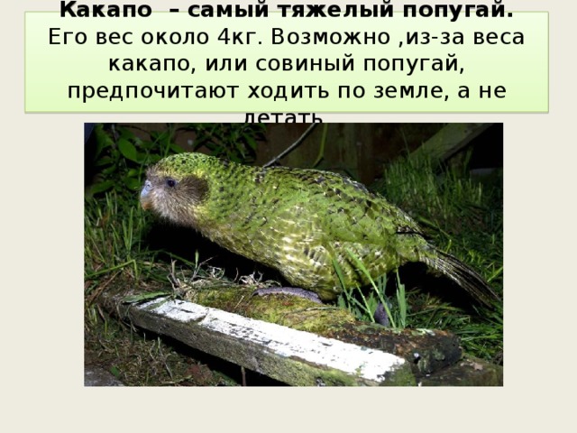 Какапо – самый тяжелый попугай.  Его вес около 4кг. Возможно ,из-за веса какапо, или совиный попугай, предпочитают ходить по земле, а не летать. 