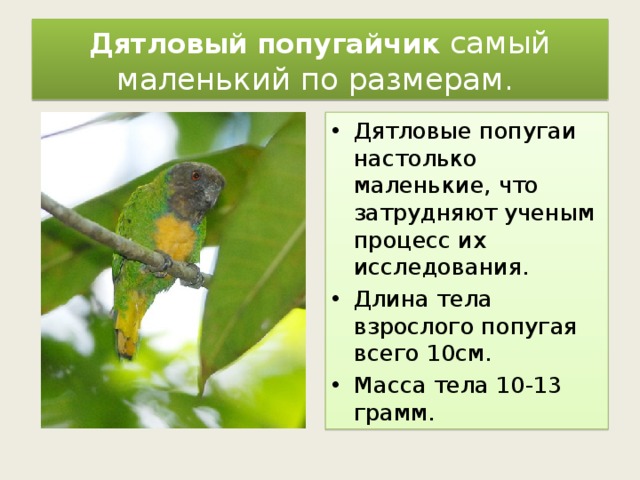 Дятловый попугайчик самый маленький по размерам. Дятловые попугаи настолько маленькие, что затрудняют ученым процесс их исследования. Длина тела взрослого попугая всего 10см. Масса тела 10-13 грамм. 