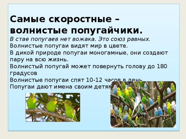 Самые скоростные – волнистые попугайчики.  В стае попугаев нет вожака. Это союз равных.  Волнистые попугаи видят мир в цвете.  В дикой природе попугаи моногамные, они создают пару на всю жизнь.  Волнистый попугай может повернуть голову до 180 градусов  Волнистые попугаи спят 10-12 часов в день  Попугаи дают имена своим детям.      