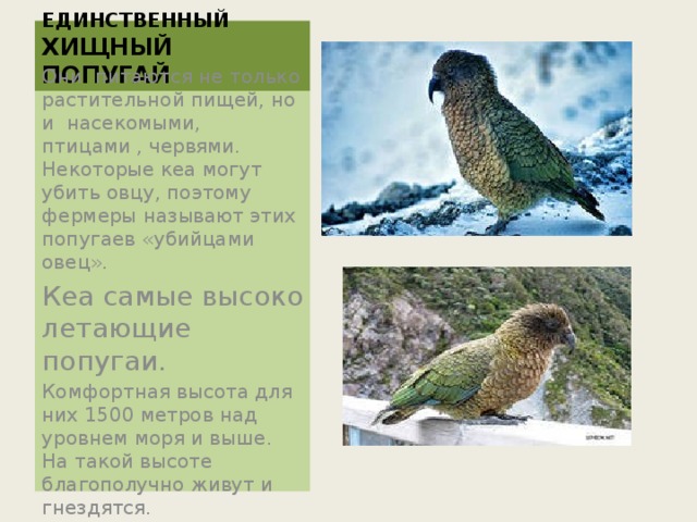 КЕА -  ЕДИНСТВЕННЫЙ ХИЩНЫЙ ПОПУГАЙ Они питаются не только растительной пищей, но и насекомыми, птицами , червями. Некоторые кеа могут убить овцу, поэтому фермеры называют этих попугаев «убийцами овец». Кеа самые высоко летающие попугаи. Комфортная высота для них 1500 метров над уровнем моря и выше. На такой высоте благополучно живут и гнездятся. 