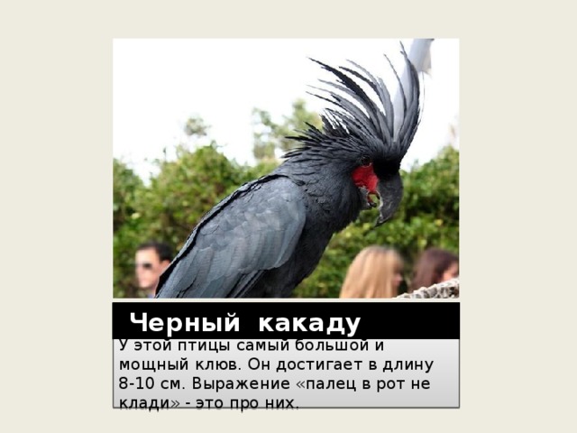  Черный какаду У этой птицы самый большой и мощный клюв. Он достигает в длину 8-10 см. Выражение «палец в рот не клади» - это про них. 