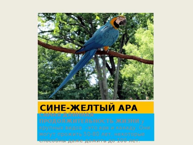 СИНЕ-ЖЕЛТЫЙ АРА САМАЯ ДЛИННАЯ ПРОДОЛЖИТЕЛЬНОСТЬ ЖИЗНИ у крупных видов –это ара и какаду. Они могут прожить 50-80 лет, некоторые способны даже дожить до 100 лет. 