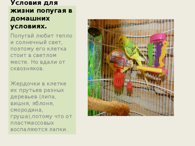 Условия для жизни попугая в домашних условиях. Попугай любит тепло и солнечный свет, поэтому его клетка стоит в светлом месте. Но вдали от сквозняков. Жердочки в клетке их прутьев разных деревьев (липа, вишня, яблоня, смородина, груша),потому что от пластмассовых воспаляются лапки. 
