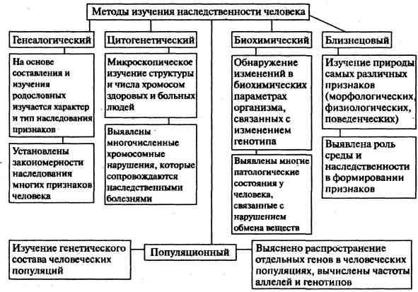 Методы генетических исследований человека проект по биологии 10 класса