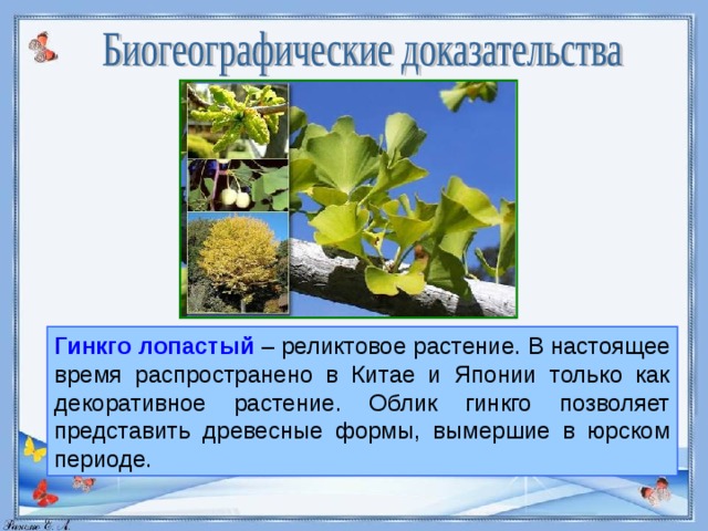 Гинкго лопастый – реликтовое растение. В настоящее время распространено в Китае и Японии только как декоративное растение. Облик гинкго позволяет представить древесные формы, вымершие в юрском периоде.