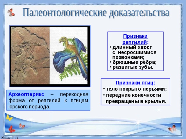 1 палеонтологические доказательства. Археоптерикс доказательства эволюции. Археоптерикс переходная форма. Доказательства эволюции органического мира. Археоптерикс переходная форма от рептилий.