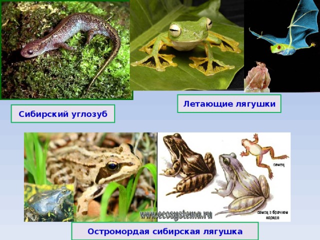 Летающие лягушки Сибирский углозуб Остромордая сибирская лягушка 