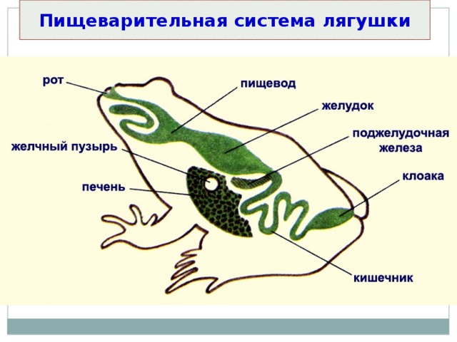 Пищеварительная система лягушки 