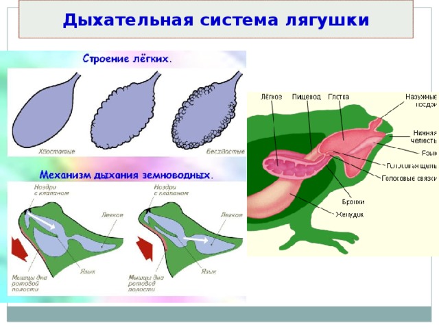 Легкие лягушки. Строение дыхательной системы земноводных. Строение дыхательной системы лягушки. Дыхательная система земноводных схема. Схема строения дыхательной системы земноводных.