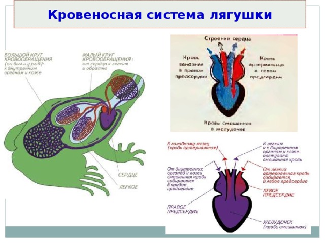 Кровеносная система лягушки 