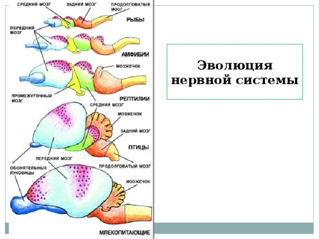 Эволюция головного мозга рыб. Эволюция головного мозга позвоночных таблица. Эволюция нервной системы позвоночных таблица. Нервная система рептилий. Эволюция нервной системы человека.