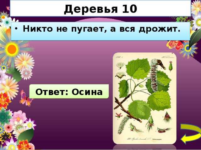 Дереву никто не. Никто не пугает а вся дрожит отгадка. Загадка никто не пугает а вся дрожи. Вопрос ответ осина. Микориза осины.