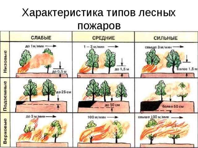 Характеристика типов лесных пожаров 