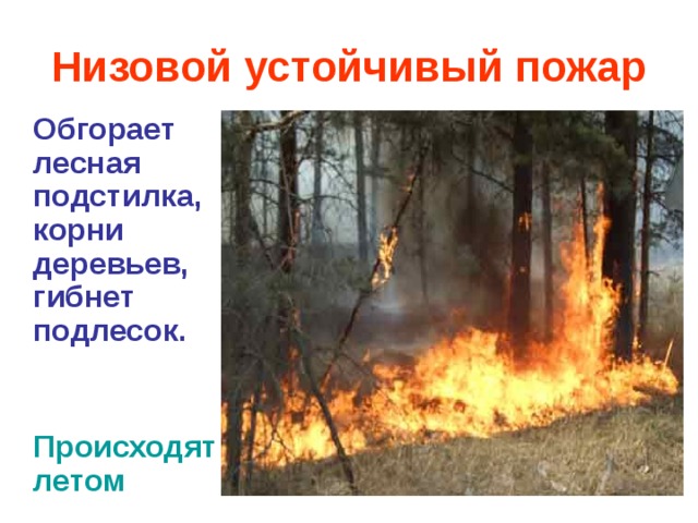 Низовой устойчивый пожар  Обгорает лесная подстилка, корни деревьев, гибнет подлесок.   Происходятлетом 