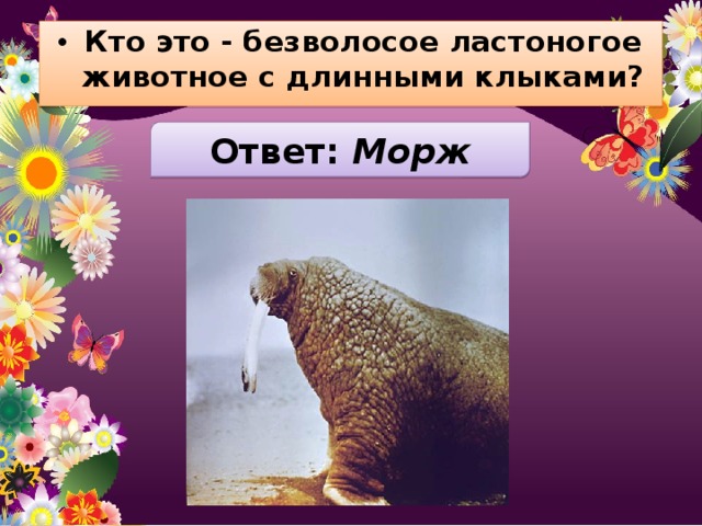 Кто это - безволосое ластоногое животное с длинными клыками? Ответ: Морж 