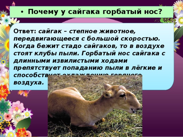 Почему у сайгака горбатый нос? Ответ: сайгак – степное животное, передвигающееся с большой скоростью. Когда бежит стадо сайгаков, то в воздухе стоят клубы пыли. Горбатый нос сайгака с длинными извилистыми ходами препятствует попаданию пыли в лёгкие и способствует охлаждению горячего воздуха. 