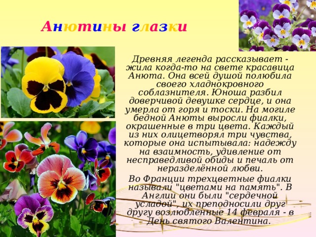 А н ю т и н ы г л а з к и Древняя легенда рассказывает - жила когда-то на свете красавица Анюта. Она всей душой полюбила своего хладнокровного соблазнителя. Юноша разбил доверчивой девушке сердце, и она умерла от горя и тоски. На могиле бедной Анюты выросли фиалки, окрашенные в три цвета. Каждый из них олицетворял три чувства, которые она испытывала: надежду на взаимность, удивление от несправедливой обиды и печаль от неразделённой любви. Во Франции трехцветные фиалки называли 