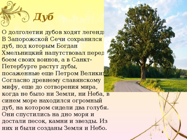 Дуб О долголетии дубов ходят легенды. В Запорожской Сечи сохранился дуб, под которым Богдан Хмельницкий напутствовал перед боем своих воинов, а в Санкт-Петербурге растут дубы, посаженные еще Петром Великим. Согласно древнему славянскому мифу, еще до сотворения мира, когда не было ни Земли, ни Неба, в синем море находился огромный дуб, на котором сидели два голубя. Они спустились на дно моря и достали песок, камни и звезды. Из них и были созданы Земля и Небо. 